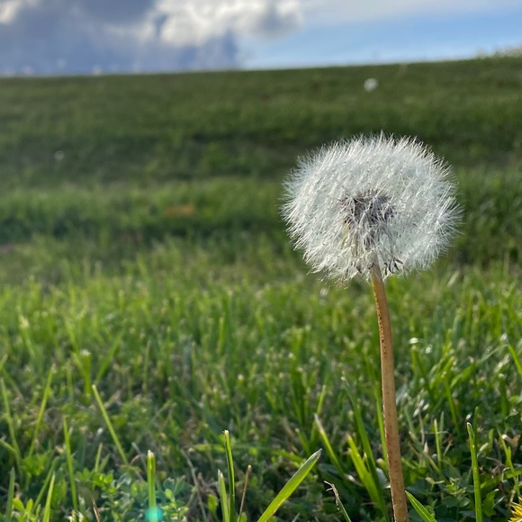 Meet your Posher, Lucky B - Picture 1 of 1